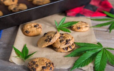 CBD : les utilisations alternatives