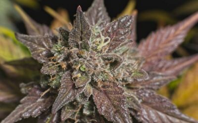 Fleurs de CBD en Suisse : quelle différence avec la France ?