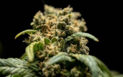Un tour d’horizon complet pour démystifier le cannabis
