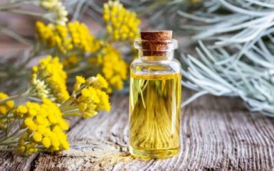 Les mystères de l&rsquo;immortelle corse : une plante aux vertus révélatrices