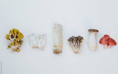 Quels sont les meilleurs sites pour acheter des champignons adaptogènes ?