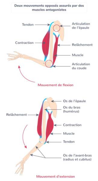 Douleur chronique soutien