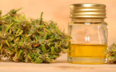 Comment est fabriqué le hash CBD ? Le guide complet des techniques artisanales