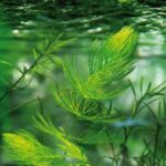 Plantes aquatiques