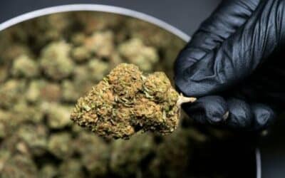 Avis sur JungleKush.fr : on a testé le shop en 2026