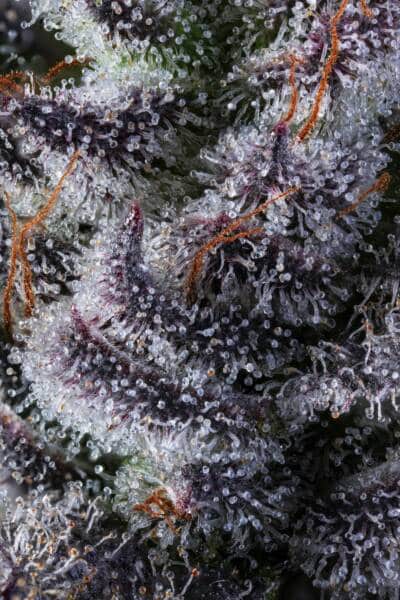 cbd forte